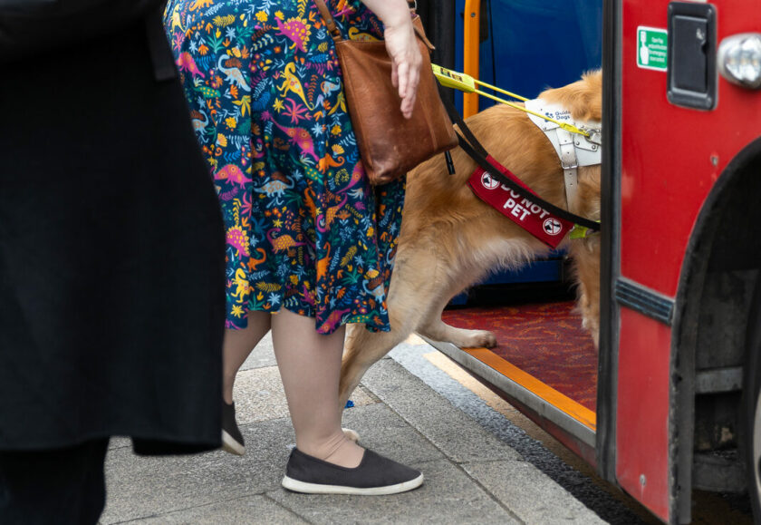 A woman steps up onto a bus. Her guide dog walks ahead of her. The woman wears a bright dress with a dinosaur pattern.
